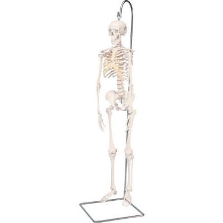 FABRICATION ENTERPRISES 3B® Anatomical Model - Shorty The Mini Skeleton on Hanging Stand 951793